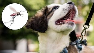 Mosquito y perro
