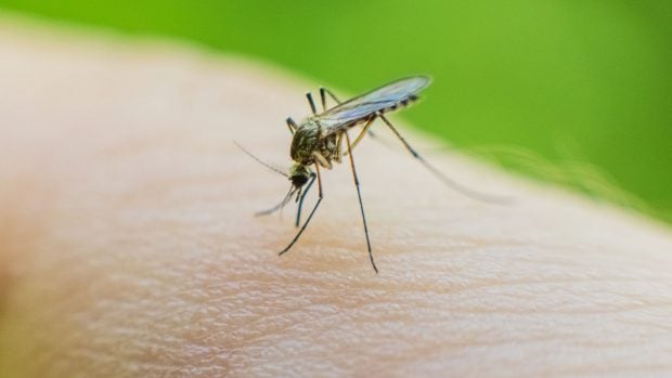 mosquito