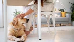 Perro, animales, mascotas