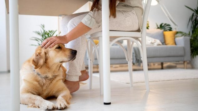 Perro, animales, mascotas
