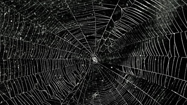 Tela de araña