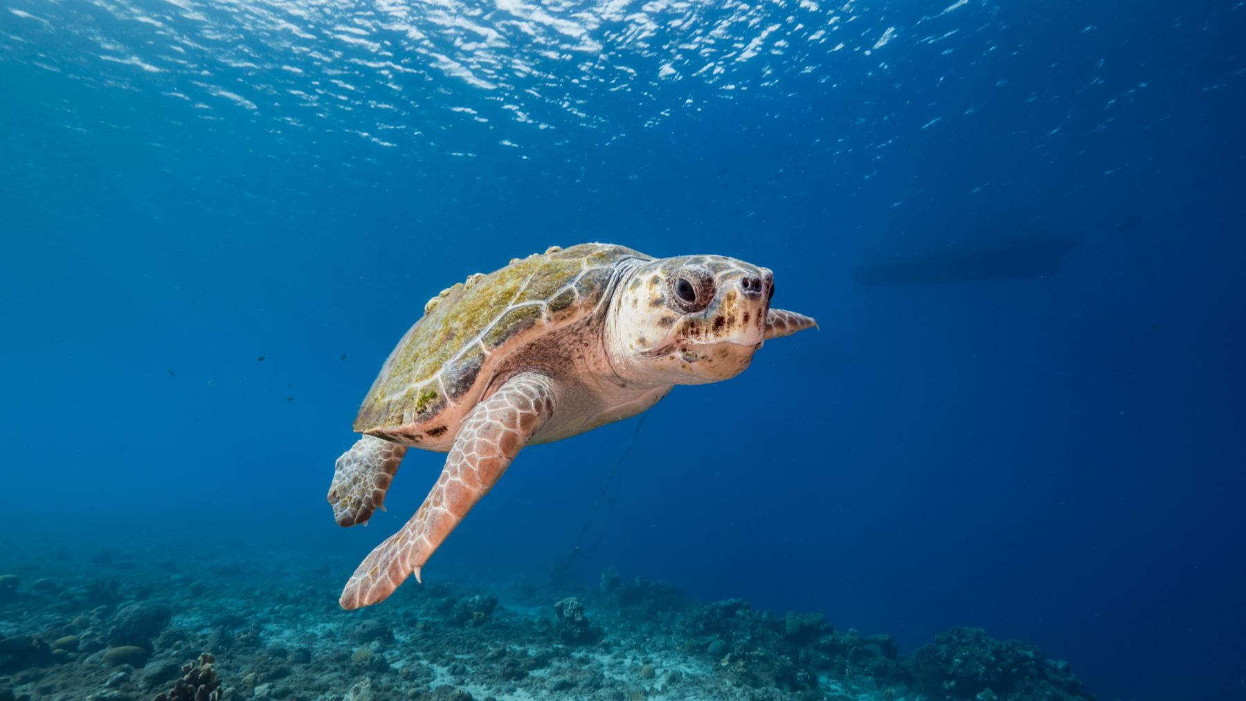 La tortuga boba cada vez tiene más presencia en las costas españolas, como demuestra el aumento del número de nidos detectados.