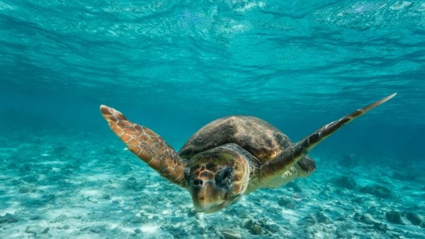 La tortuga boba cada vez tiene más presencia en las costas españolas, como demuestra el aumento del número de nidos detectados. 