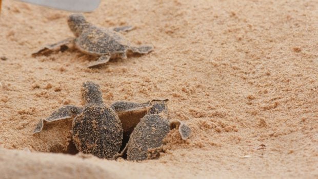 La tortuga boba cada vez tiene más presencia en las costas españolas, como demuestra el aumento del número de nidos detectados. 