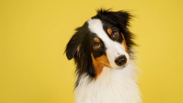 Perro