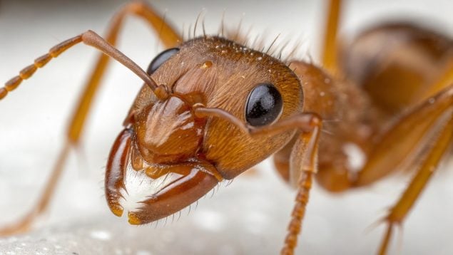 Hormiga, animales, especie exótica