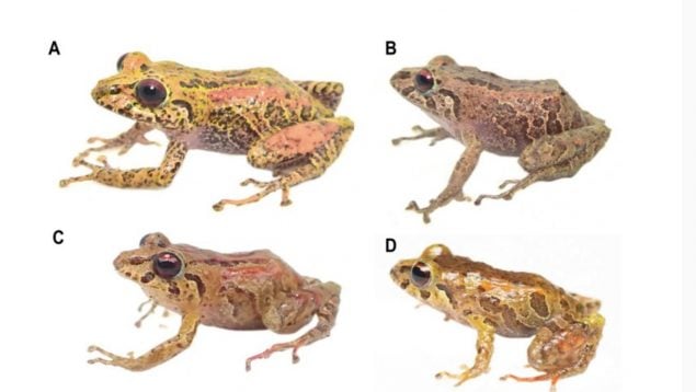 Pristimantis satheri, ranas, animales
