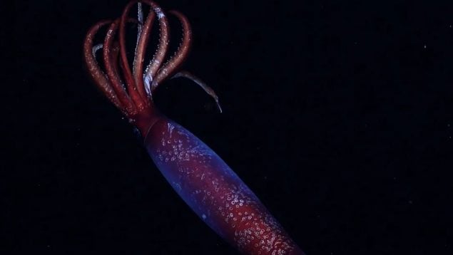 Calamar, Antártida, descubrimiento, ciencia