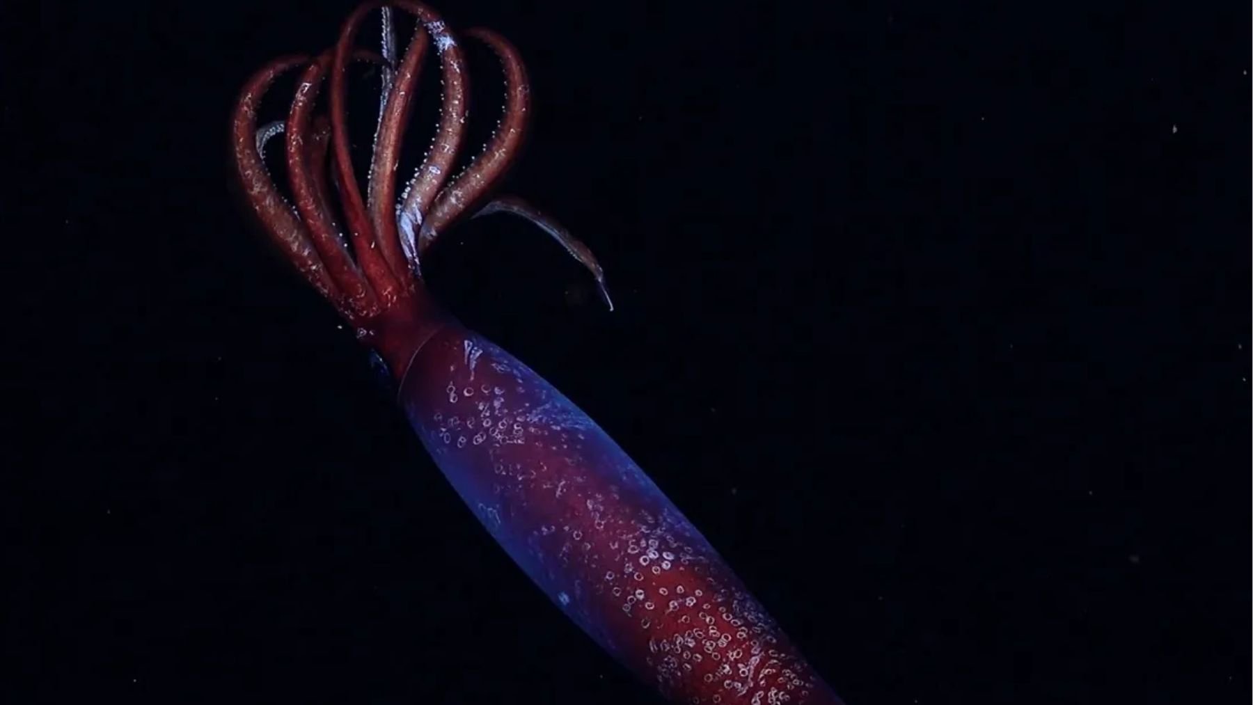 Calamar de sangre roja. Foto:  ROV SuBastian / Instituto Oceánico Schmidt