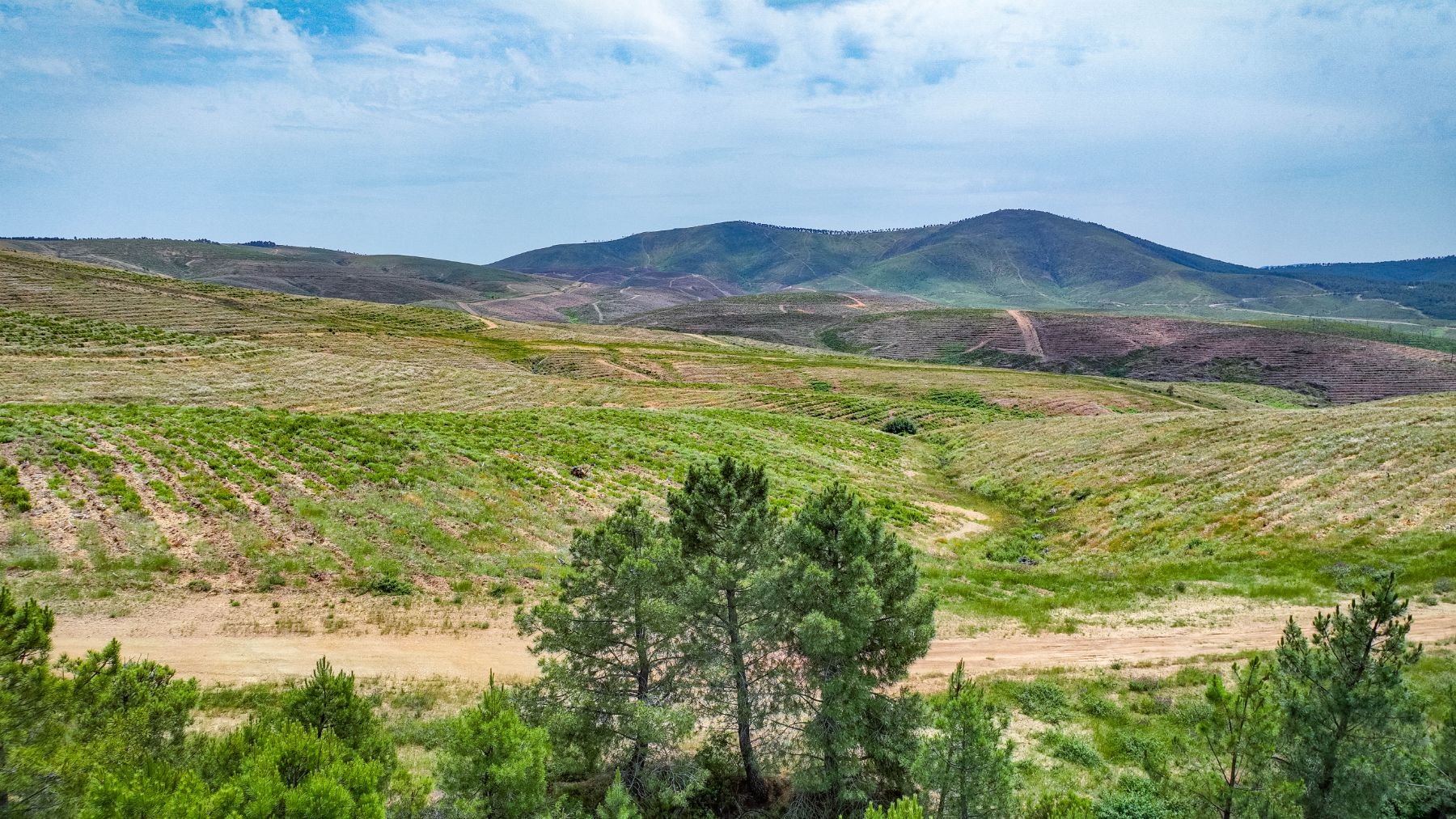 El Bosque Uría, el área restaurada en la Sierra de Francia.