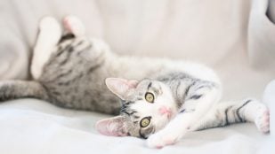 El gato se estira