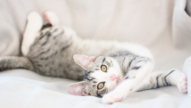 El gato se estira
