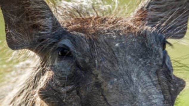 Animal, jabalí, curiosidades, naturaleza