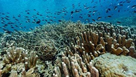 Gran barrera de coral.
