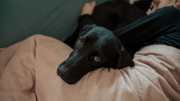 perro triste y solo