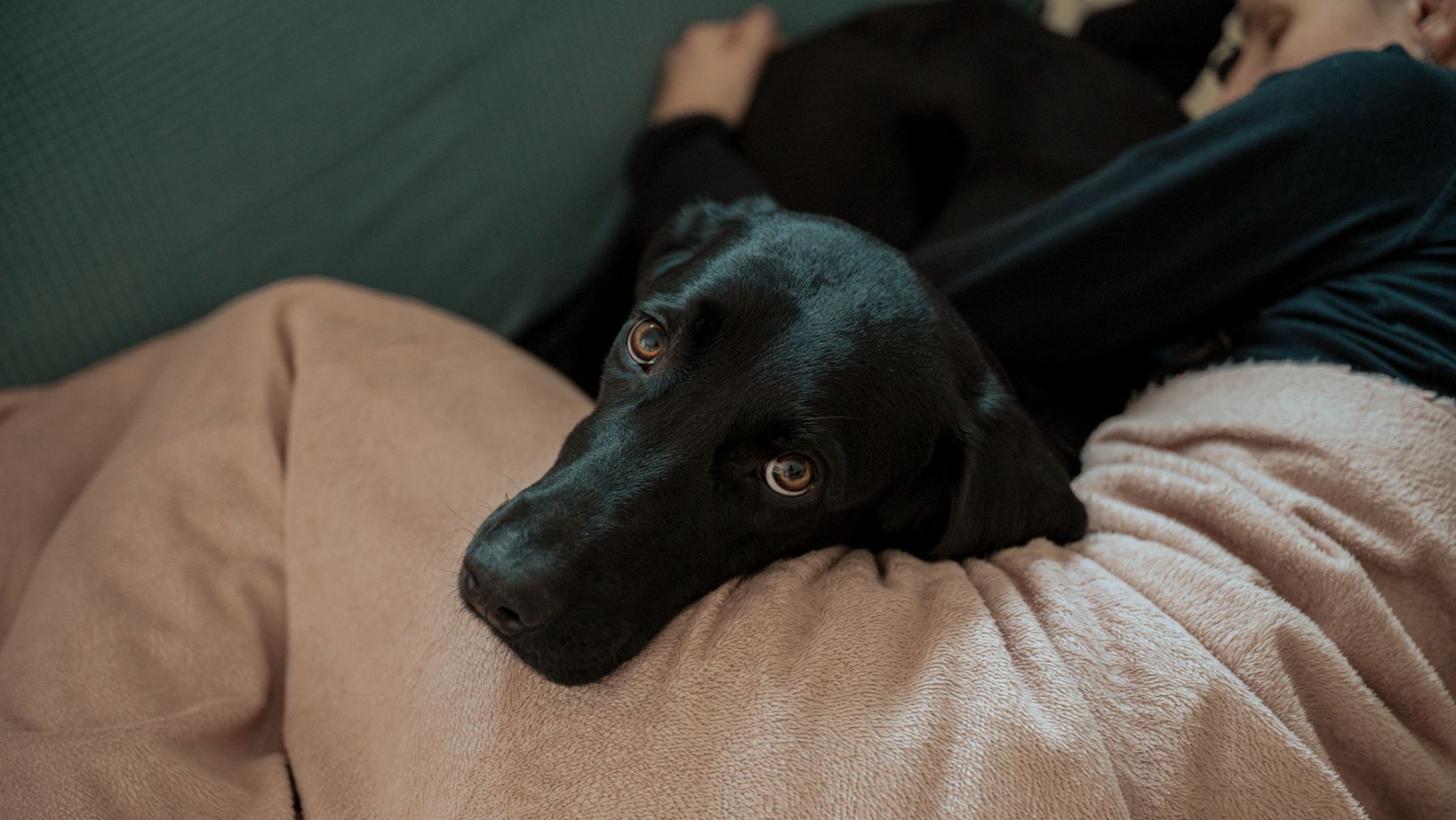 La Ley de Bienestar Animal lo confirma: el tiempo máximo que puede estar tu perro solo en casa sin que te multen