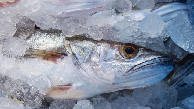 El truco para descongelar el pescado en verano, cómo descongelar pescado si hace calor, por qué no debes descongelar el pescado al natural en verano.