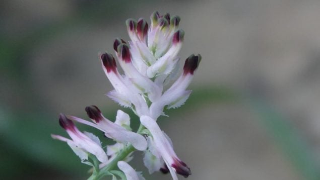 Planta, naturaleza, descubrimiento