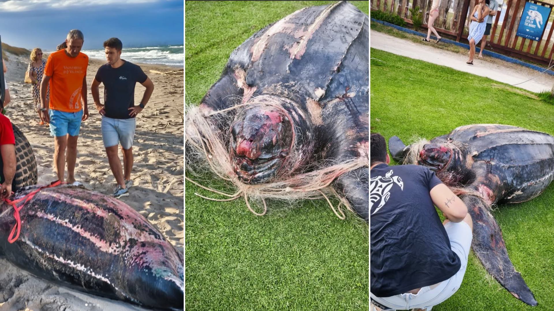 Imágenes de la toruga varada encontrada muerta en Valencia. (Fotos: Xaloc Mar)