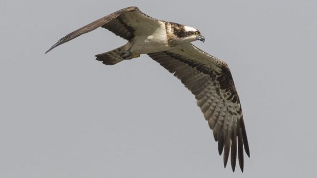 aguila pescadora