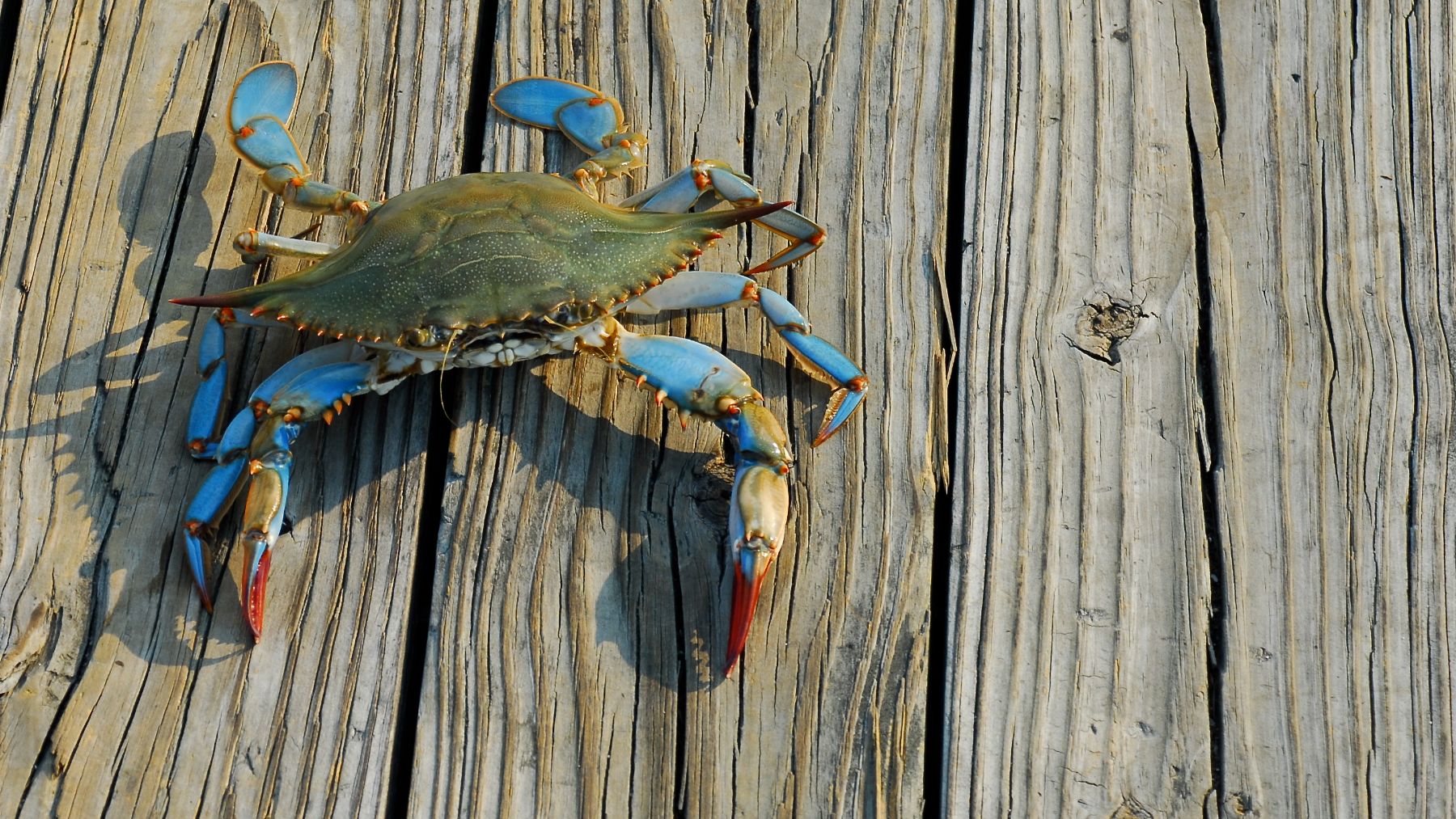 El cangrejo azul es una de las especies invasoras que está ganando más fama como delicia gastronómica.