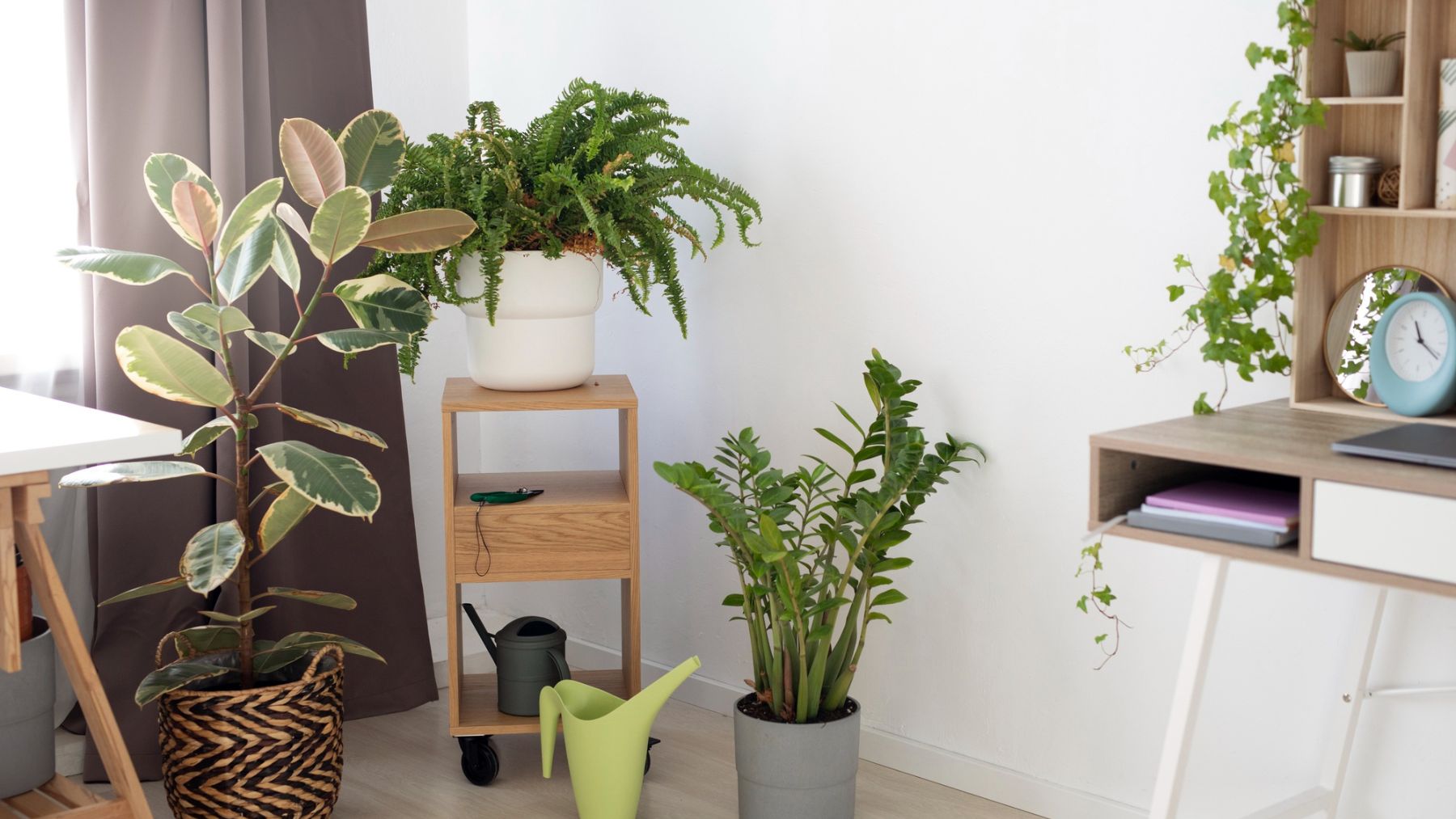 Ni se te ocurra poner esta planta en tu hogar: atrae la mala suerte y provoca nerviosismo, según el Feng Shui