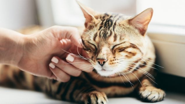 Gato