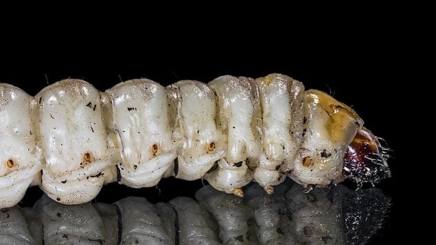 Paysandisia archon, oruga, animales, especies, insectos