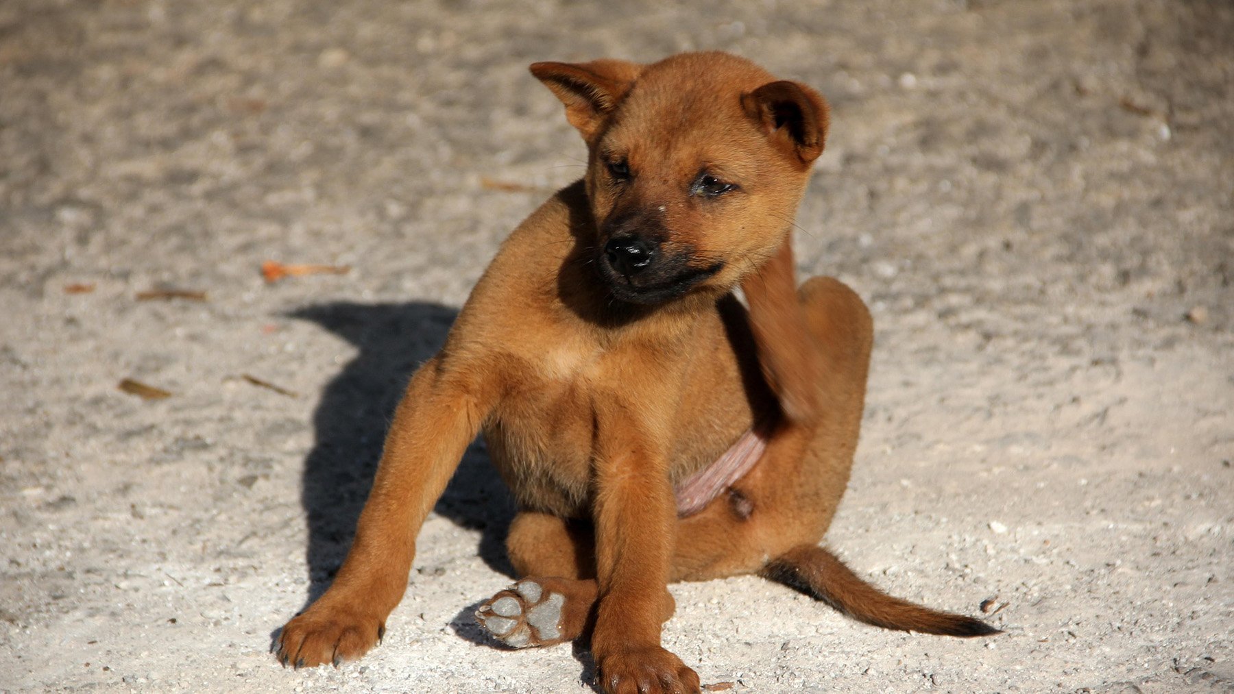 Perro rascándose. Foto: Pixabay.