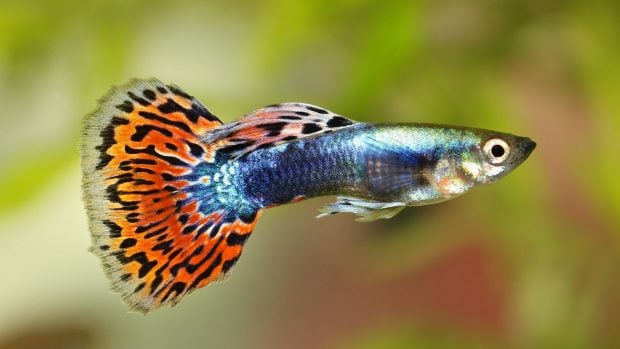 pez guppy 