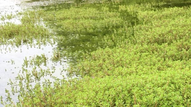 Crassula helmsii, planta, especies invasoras