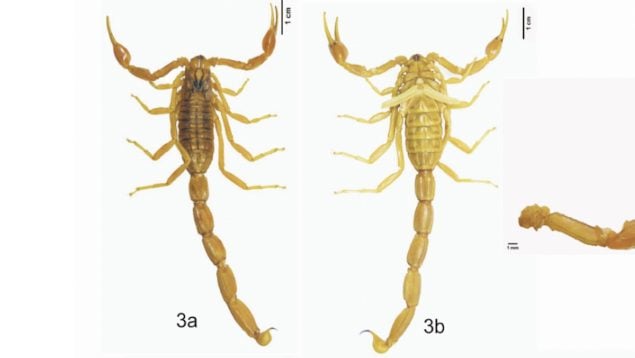 Escorpión, animales, especie, descubrimientos