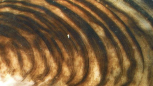 Dreissena bugensis, mejillón, animales, especies invasoras