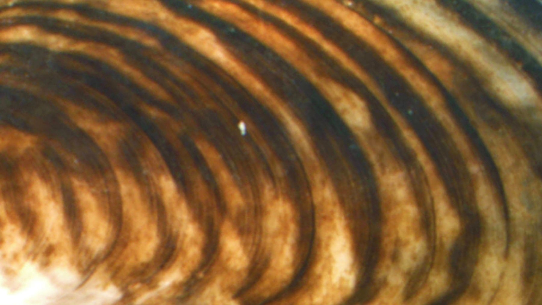 Dreissena bugensis. Imagen: Motte123.