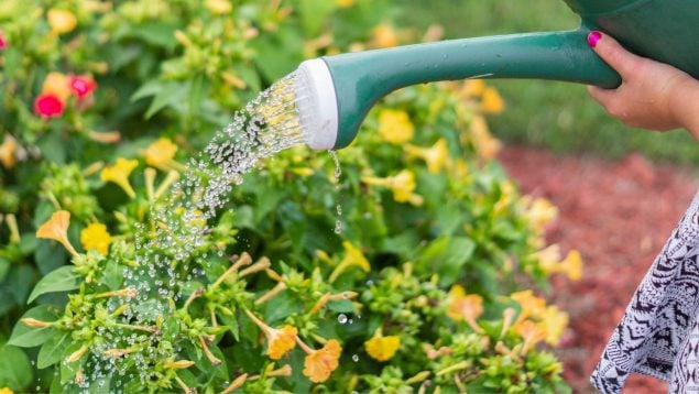 Hora para regar las plantas en verano