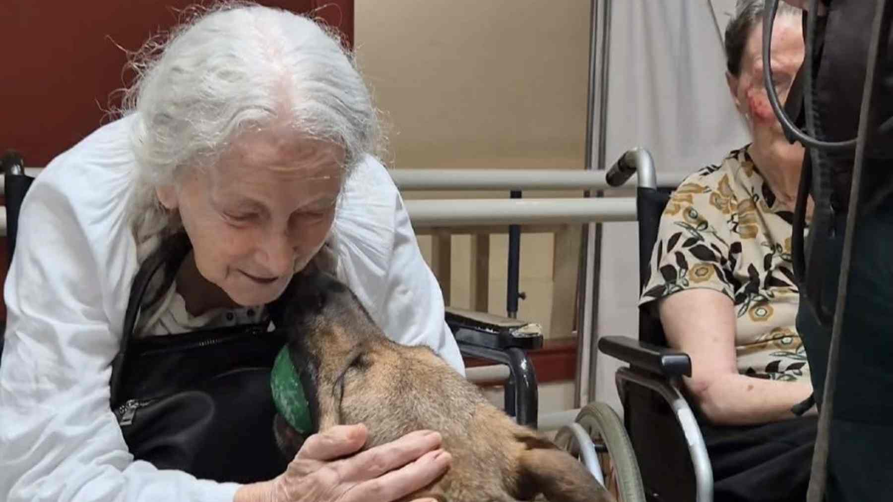 Uno de los canes que ha visitado la residencia de ancianos en Mallorca.