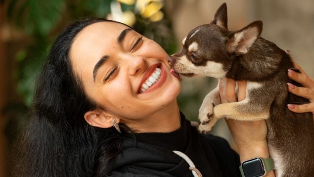 Perro, animales, mascotas