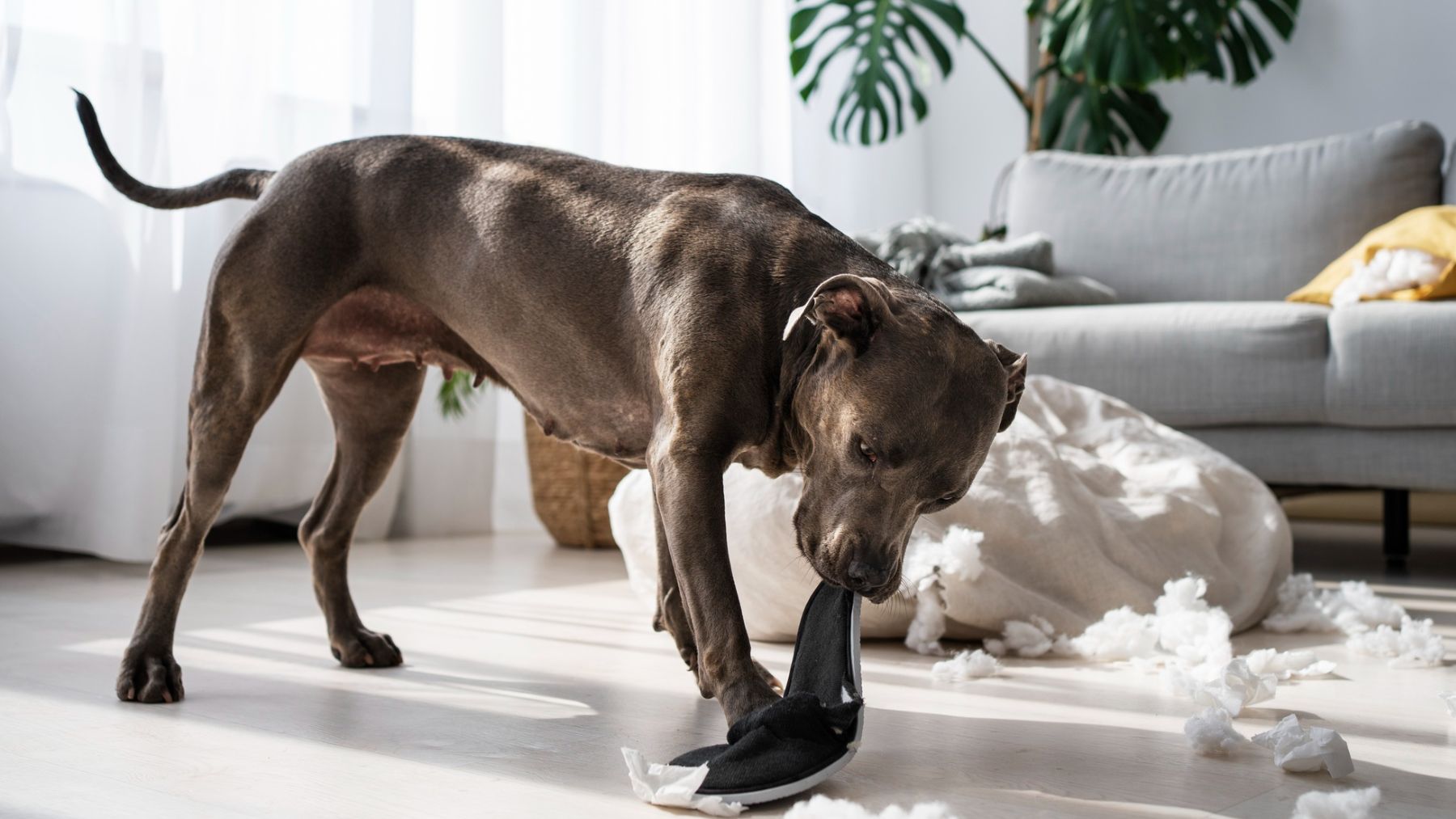 Un perro mordiendo los zapatos. Foto: Freepik