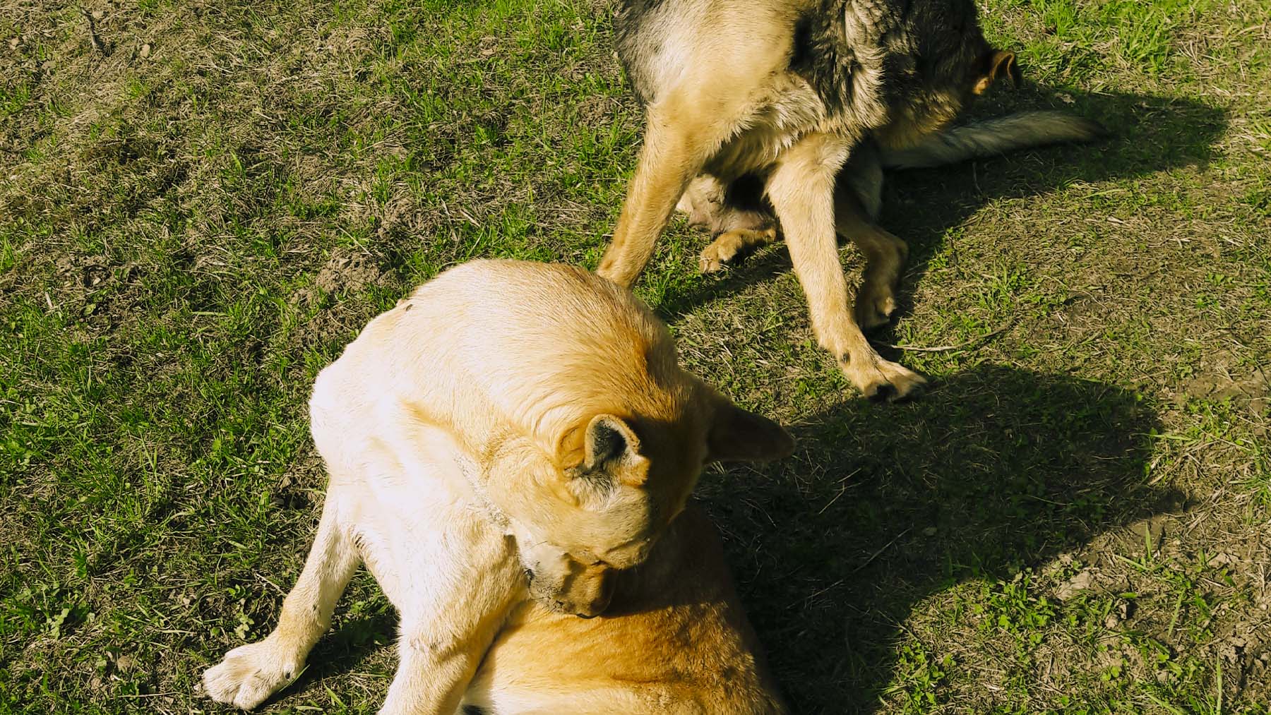 Perros molestos por las pulgas. Foto: Микола Василечко en Wikimedia Commons.