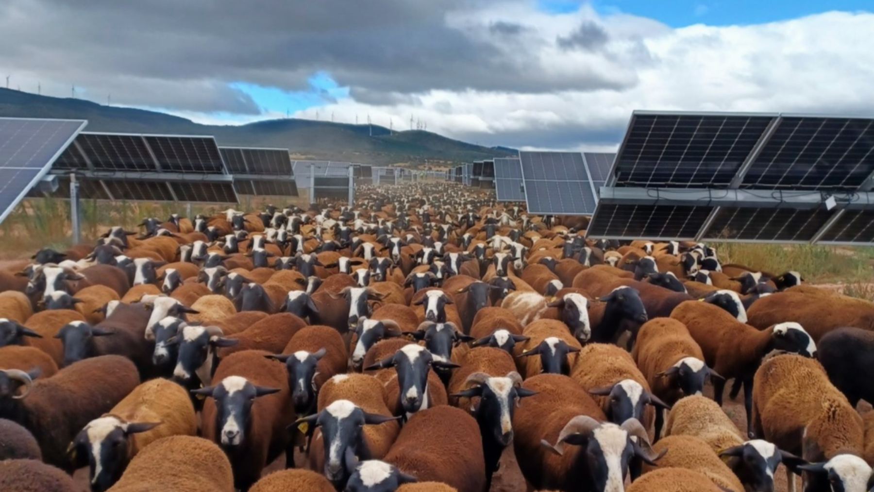 Agrivoltaica en el parque solar fotovoltaico de Trévago (Soria). (Foto Endesa).