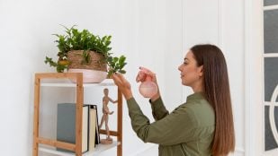 Planta, Feng Shui, curiosidades