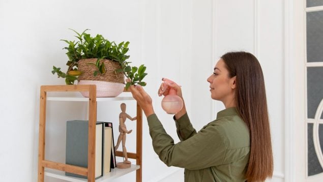 Planta, Feng Shui, curiosidades