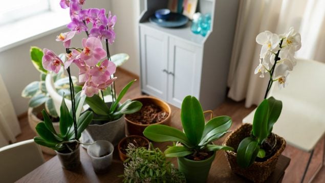 Planta, flora, curiosidades, Feng Shui