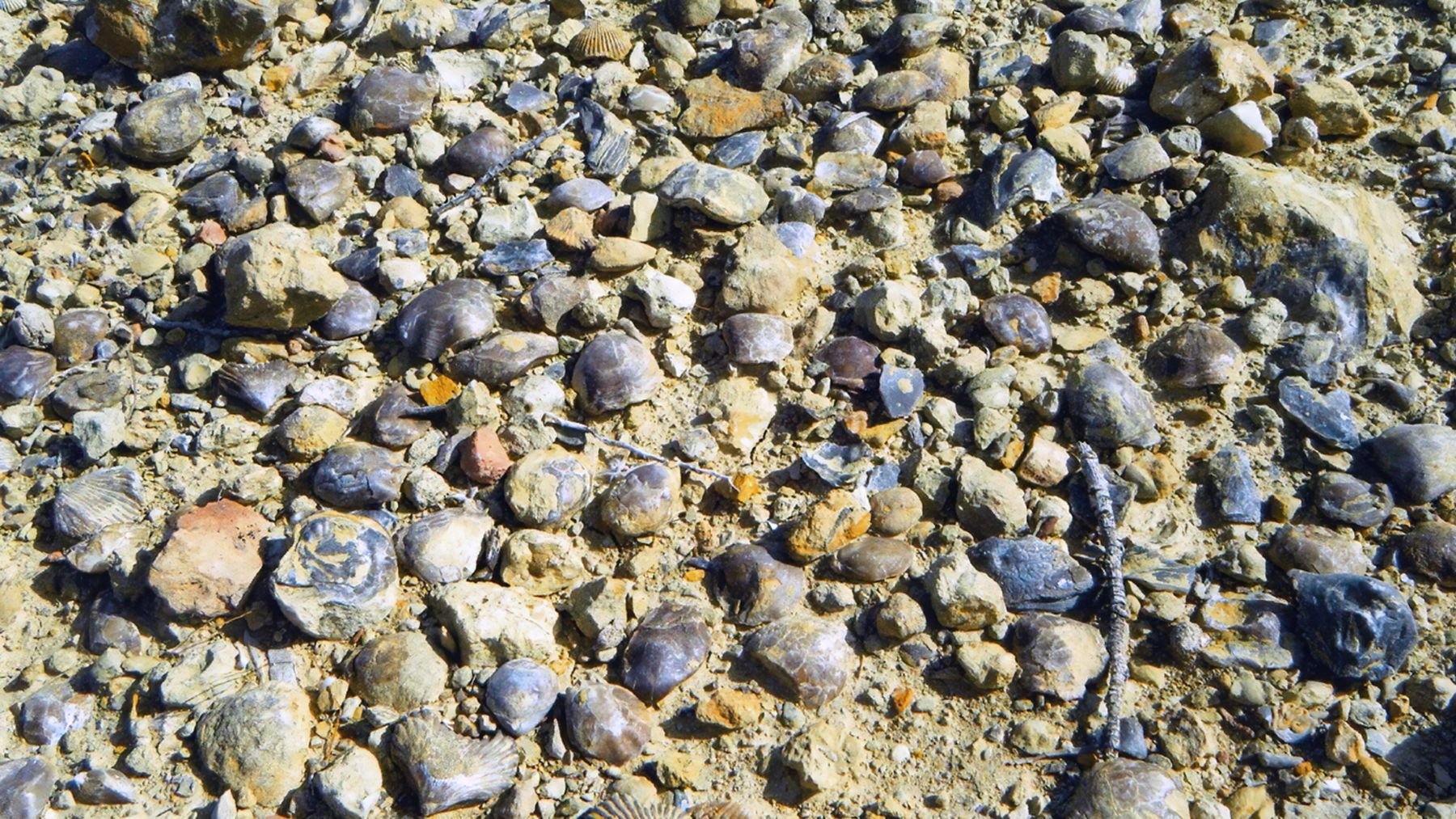 Los arqueólogos no dan crédito: hallan fósiles marinos en un yacimiento romano y no saben cómo llegaron allí