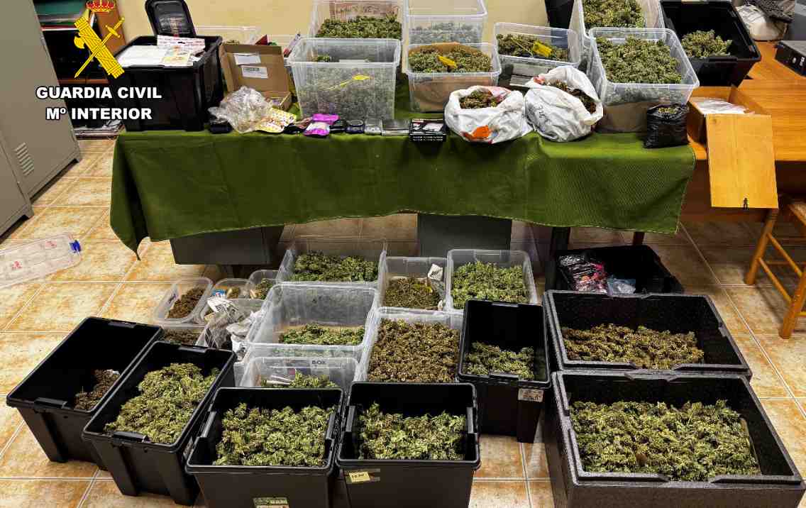 Los 10 kilos de cogollos de marihuana intervenidos en una finca de Sencelles.