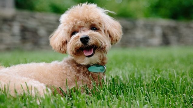 Cómo elegir el mejor seguro de animales domésticos