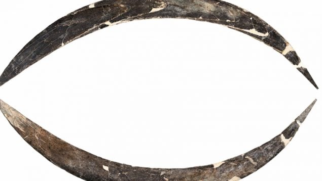 Bumerán, animal, mamut, descubrimientos