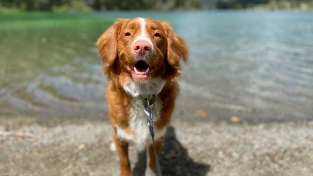 Perro