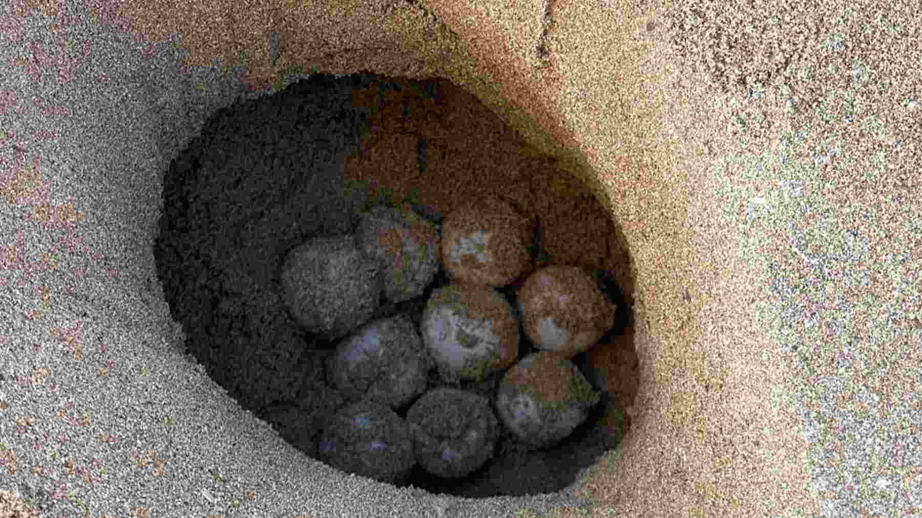 Imagen del nido de tortuga marina.