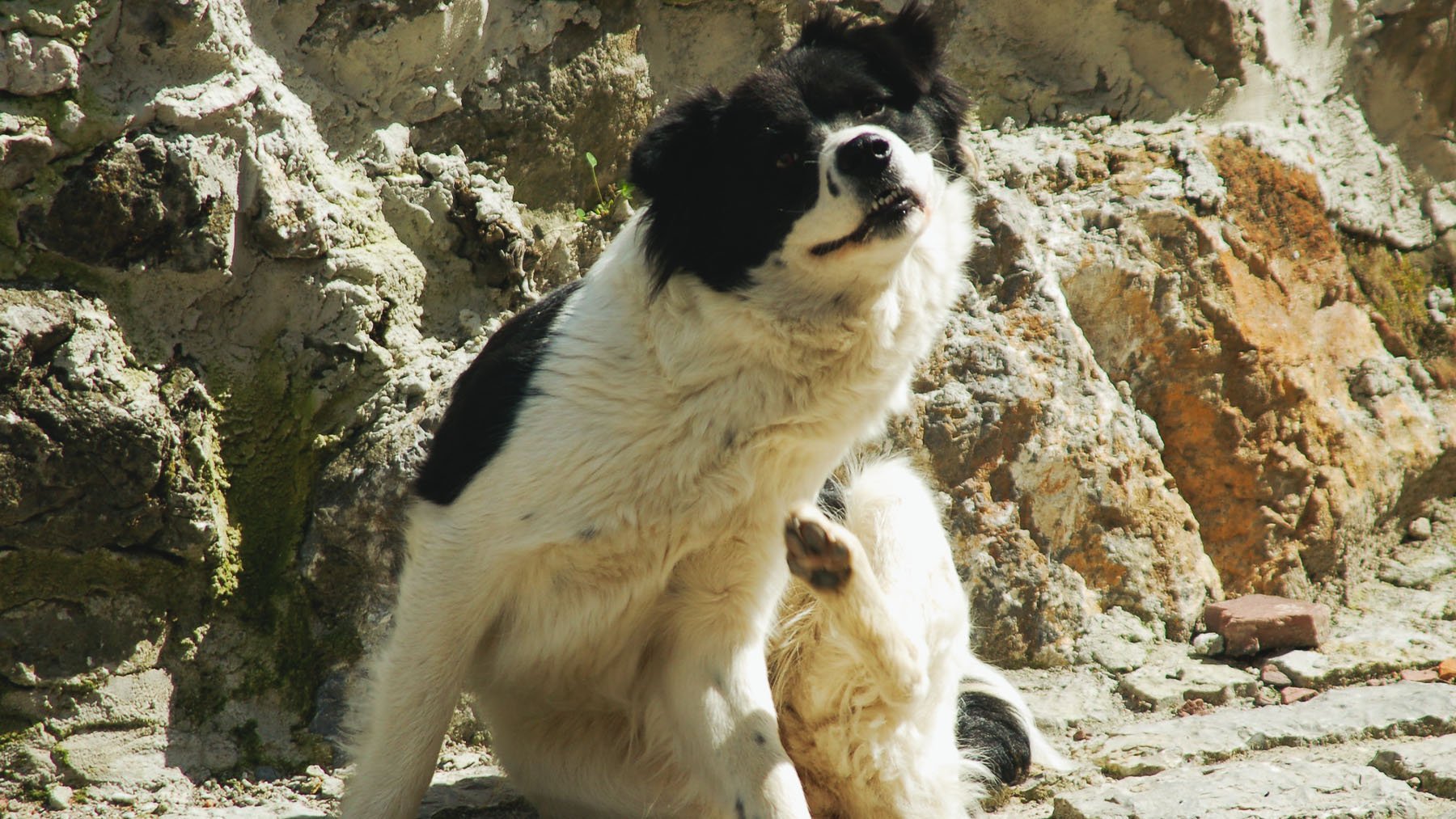 Perro rascándose por las pulgas. Foto: Jesús Garcia en Flickr.